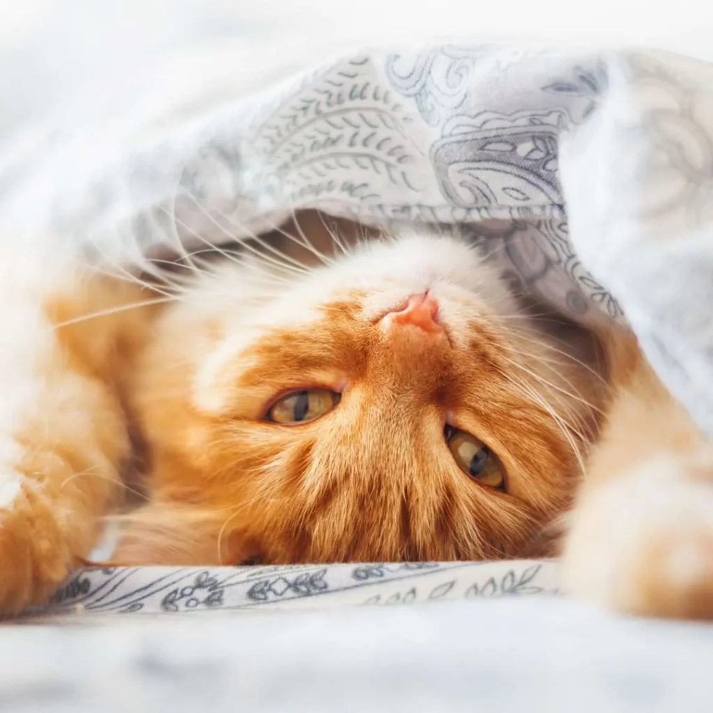 Cute golden cat resting peacefully.