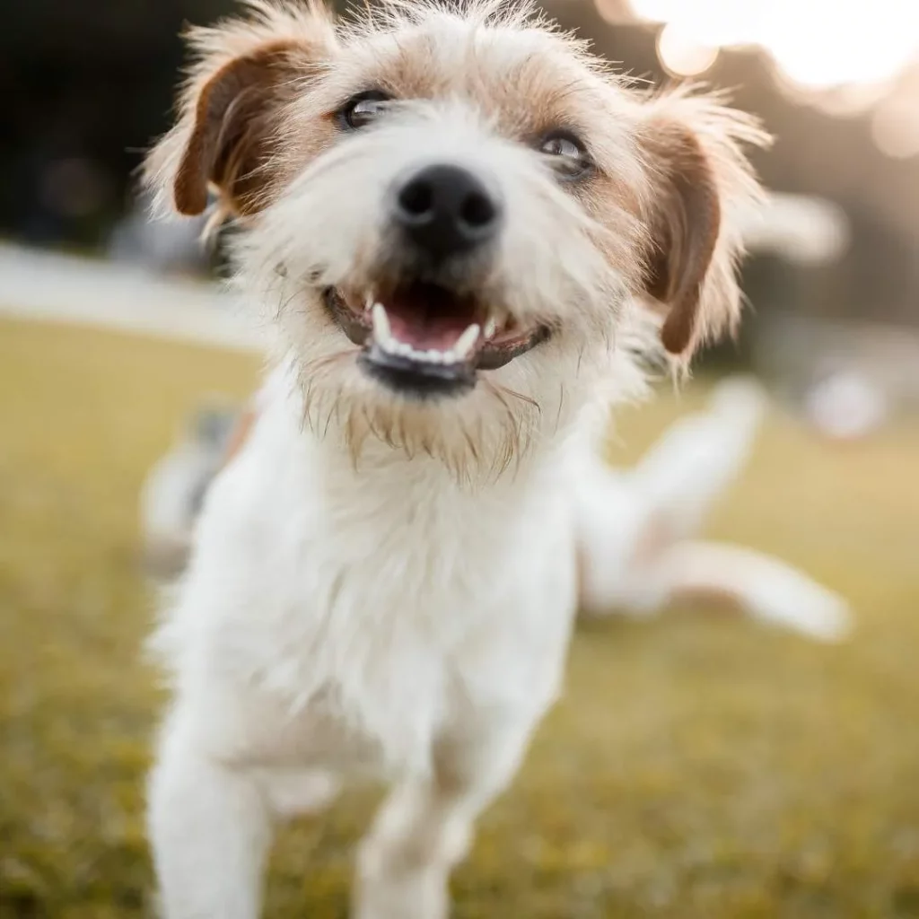 Cute dog with white and brown fur looking playful.