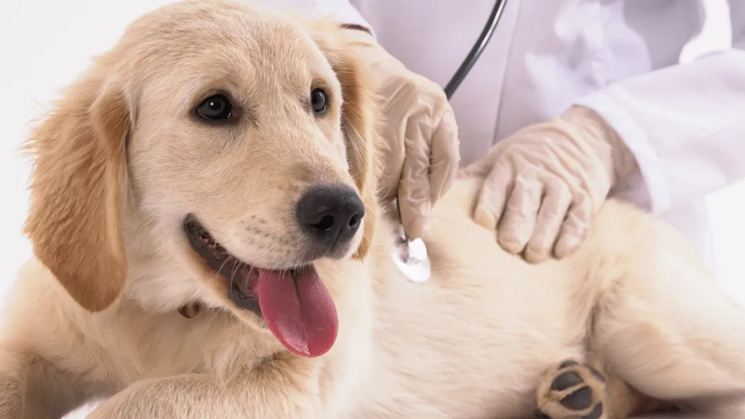 Hunde OP-Versicherung