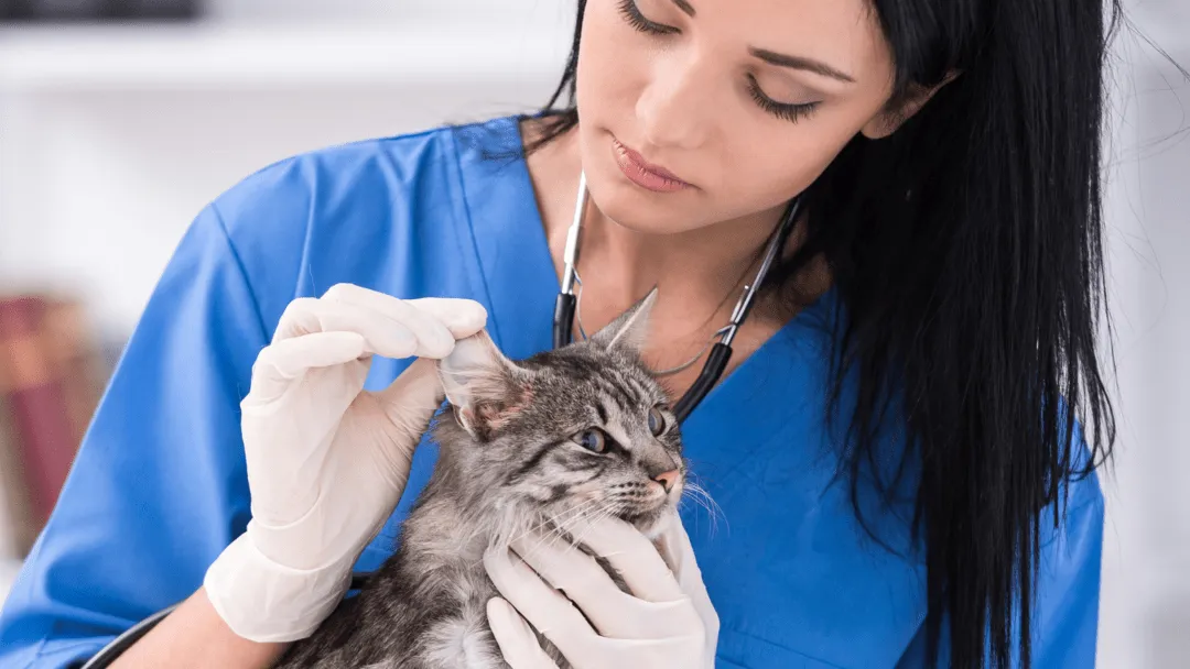 Katzen OP-Versicherung