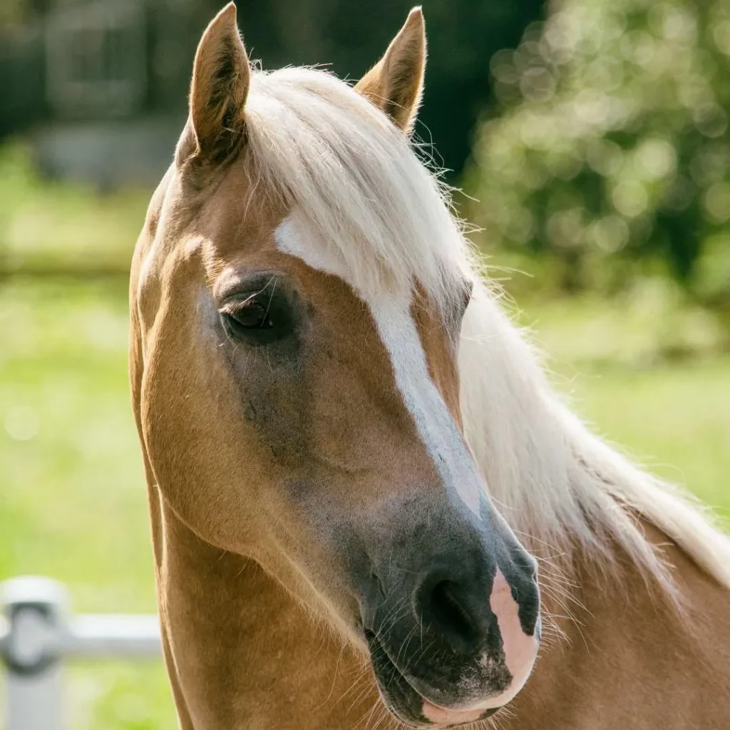 Brown horse standing outdoors in a natural setting.