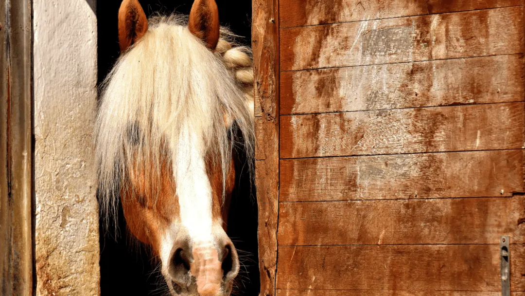 Pferde-Krankenversicherung