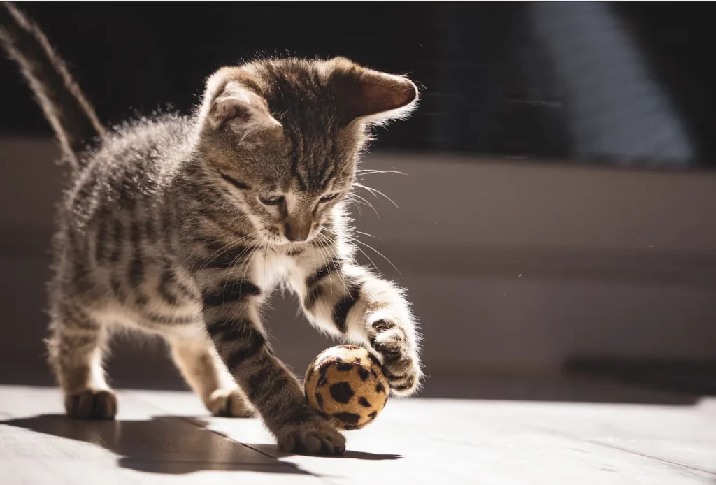 Katze spielt mit Ball