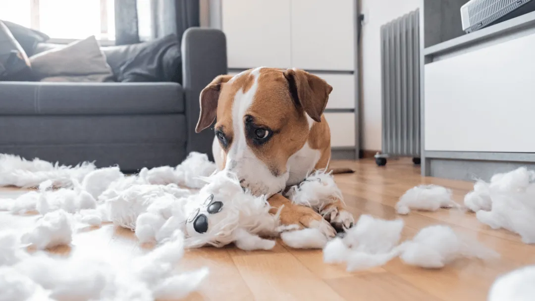 Hundehalterhaftpflicht